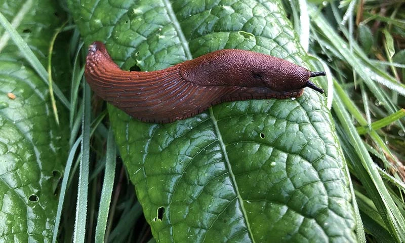 Aktiviseringstips for kanin